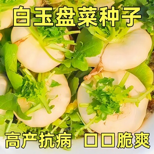 白玉盘菜种籽温州盘菜头可腌制大头菜芥菜种子农家秋冬季蔬菜种孑