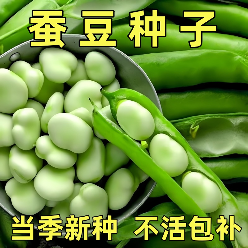 日本大白皮蚕豆种子高产耐寒抗病春秋播种优质胡豆种籽农家蔬菜种