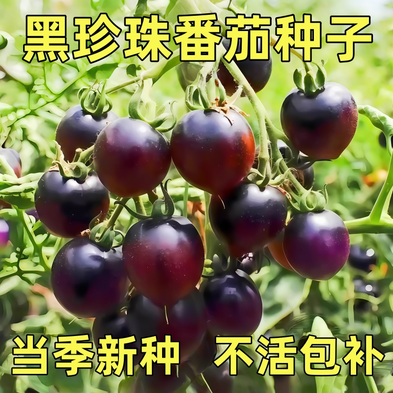 蓝莓番茄种子黑珍珠番茄种籽家庭种植易种四季阳台盆栽番茄籽种