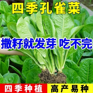 孔雀菜不打药不生虫生吃脆甜高营养直立生菜四季播生菜四季蔬菜籽