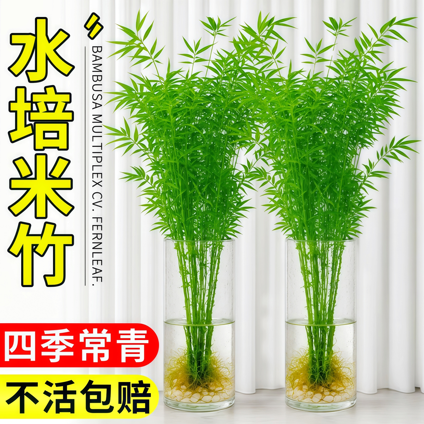 米竹水培凤尾竹懒人竹四季常青客厅外桌台摆放净化空气驱蚊杀虫