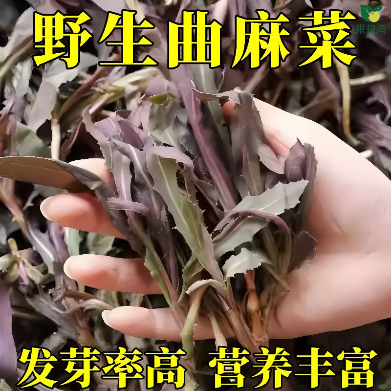 野生曲麻菜种子红曲麻菜东北山野菜苦麻菜种子生食蘸酱茎叶均可食