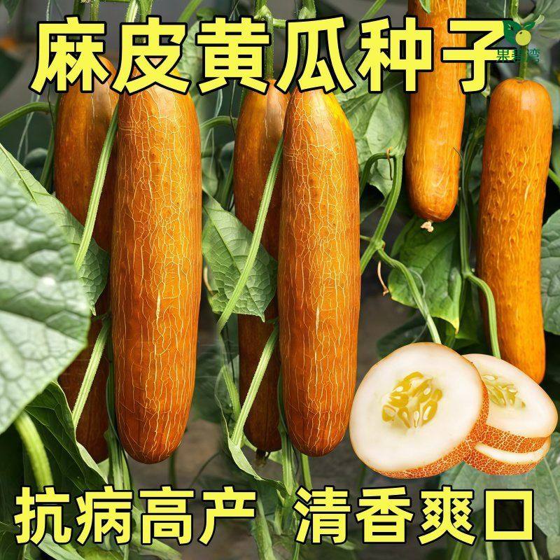 麻皮黄瓜种子籽家庭阳台小院盆栽四季麻黄瓜粗壮东北老黄瓜种籽,鲜花速递/花卉仿真/绿植园艺,种苗/半成品盆栽,淘宝优惠券,粉丝福利购,淘宝优惠卷