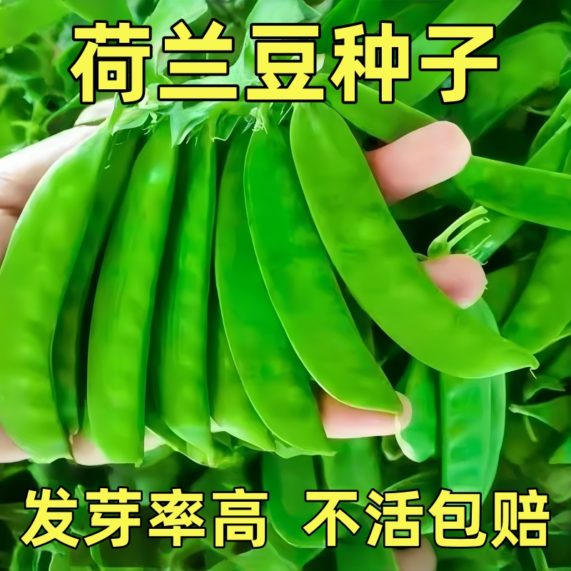 美味荷兰豆种子四季播种大荚豌豆种籽早熟高产何兰豆庭院盆栽蔬菜