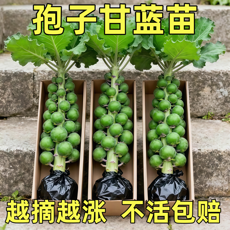 孢子甘蓝秧苗带土球幼苗抱子甘蓝种子盆栽地栽四季食用迷你卷心菜