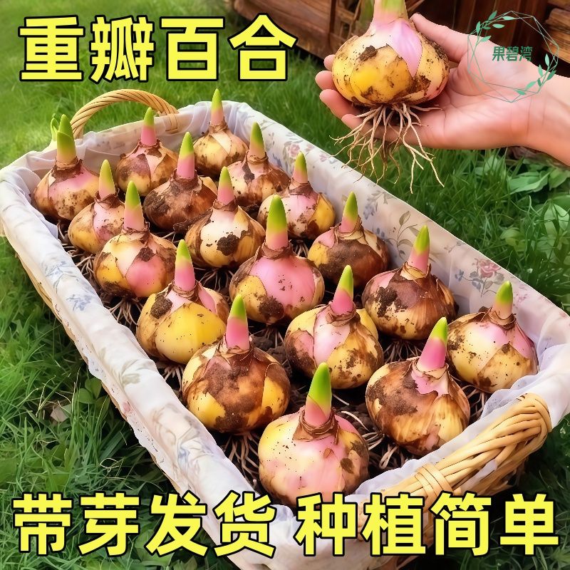 百合花种球香水百合四季花卉好养活花卉植物室内外花苗盆栽花种子
