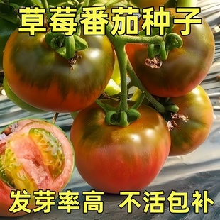 铁皮草莓水果番茄种子果绿肩绿腚西红柿种籽丹东柿子春秋瓜果种子