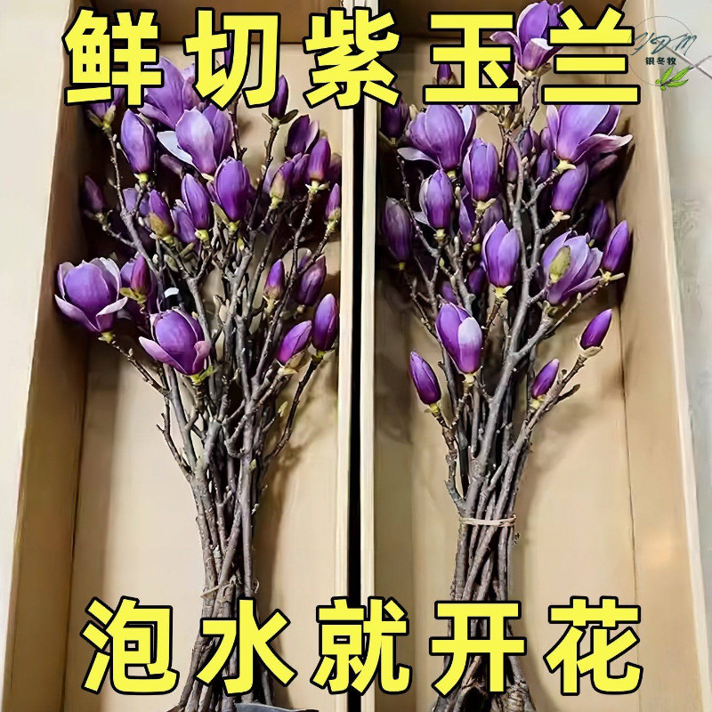 水培紫玉兰花鲜切枝带花苞干枝红梅鲜花卉室内好养植物,鲜花速递/花卉仿真/绿植园艺,红掌/凤梨/温室花卉,淘宝优惠券,粉丝福利购,淘宝优惠卷