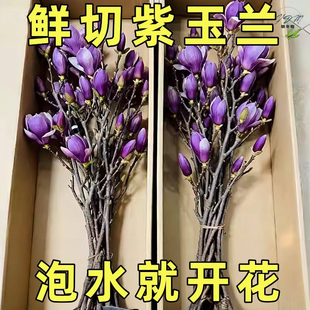水培紫玉兰花鲜切枝带花苞干枝红梅鲜花卉室内好养植物