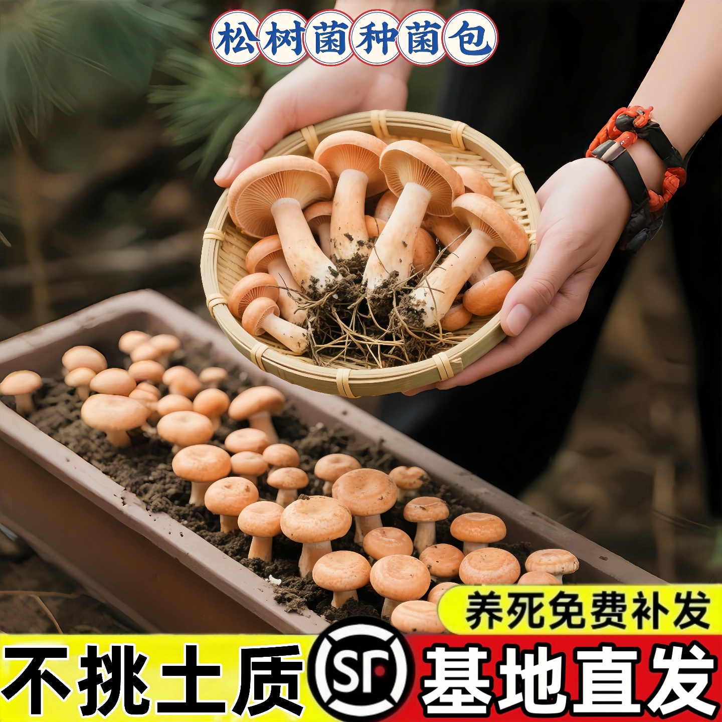 松树菌种包野蘑菇新鲜鸡枞菌包高产菌种家种枞树菌香菇松丛菇松菌