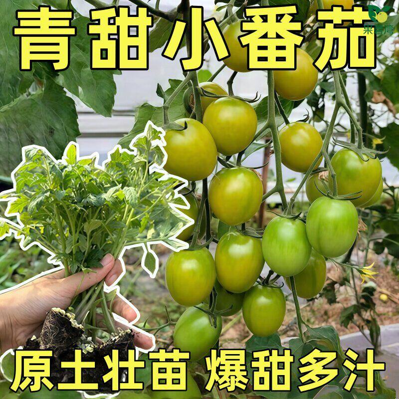 青甜2号绿色小番茄苗秧阳台种植绿宝石小西红柿盆栽千禧圣女果苗