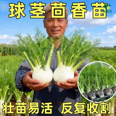 结球茴香秧苗带土球寿光球茎割茬茴香苗盆栽阳台四季速生多茬采收