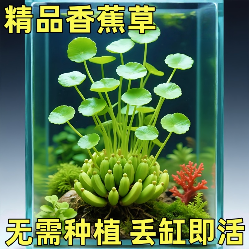 鱼缸造景真水草香蕉草进口结蕉植物水中叶懒人无需种植新手易养活