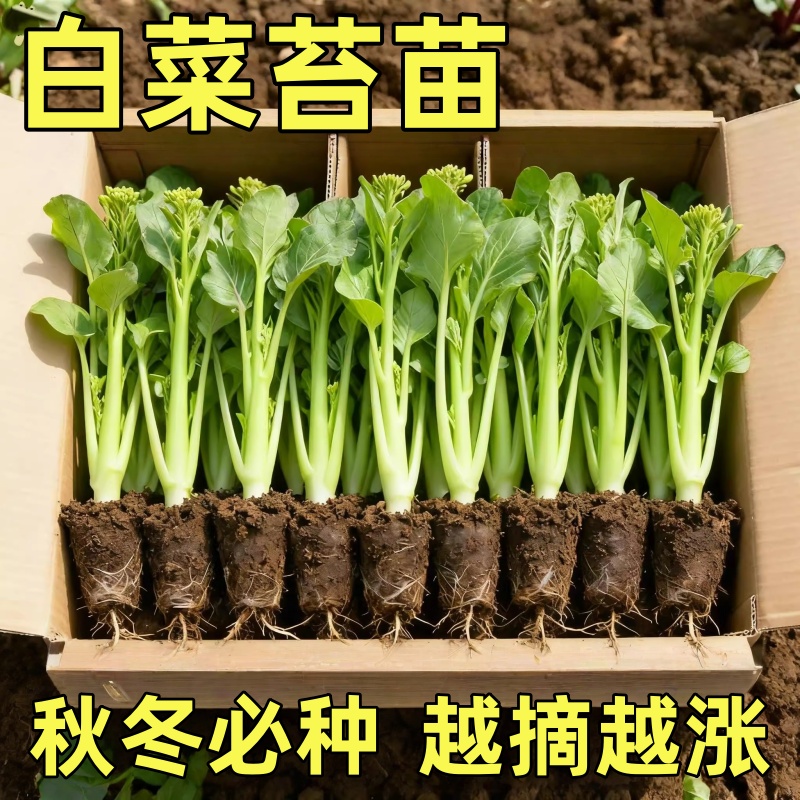 早熟白菜苔苗带土秧苗湖北种子四季速生老品种奶油蔬菜种子高产苗