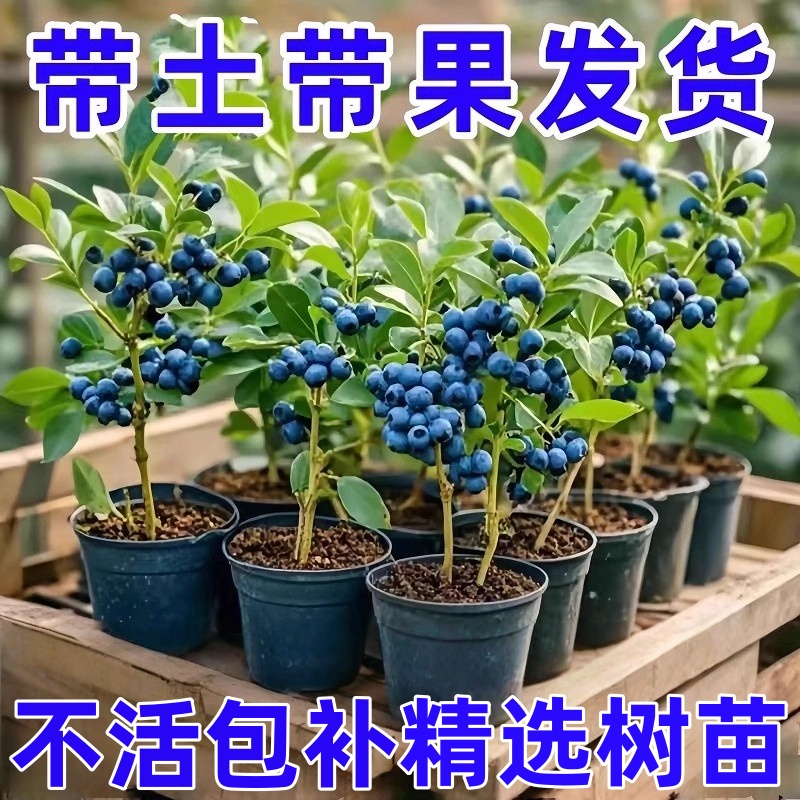 四季蓝莓树苗盆栽庭院地栽蓝莓苗南北方阳台耐寒耐热好养优质当季