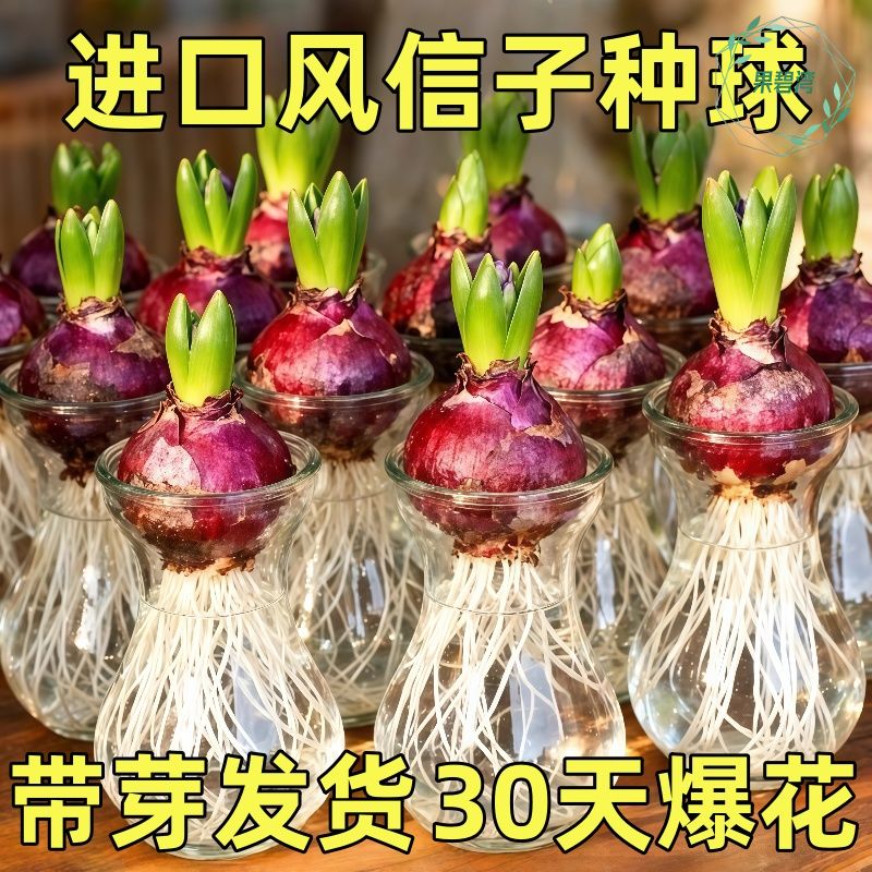 风信子种球水培植物四季耐寒水养土培套餐冬季易种活室内花卉盆栽