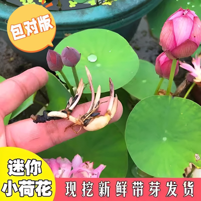 碗莲种藕根茎带芽小型花苗水培植