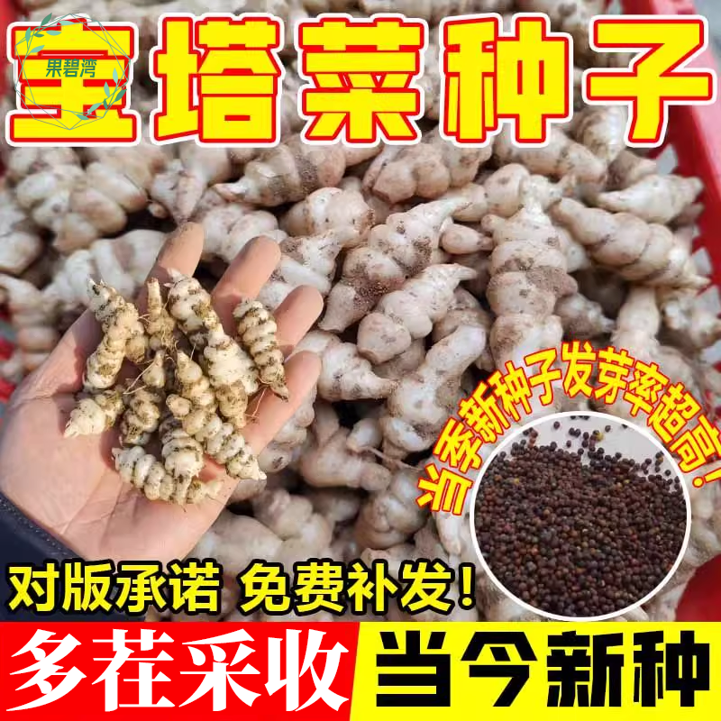 螺丝菜种子宝塔菜种子地牯牛新鲜地环苗地葫芦种植地蚕宝塔菜新鲜