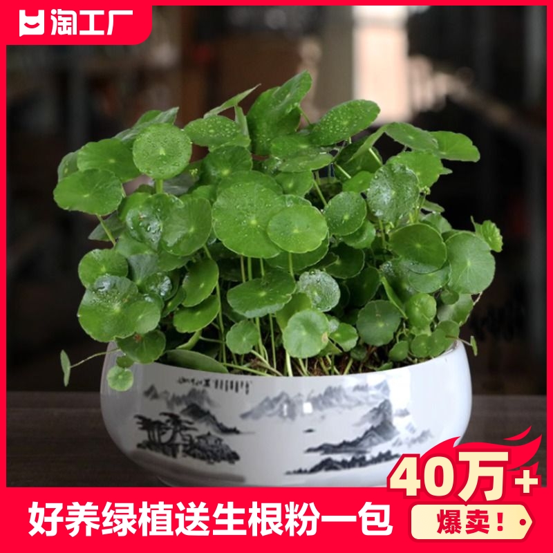 铜钱草水培盆栽植物室内小绿花卉