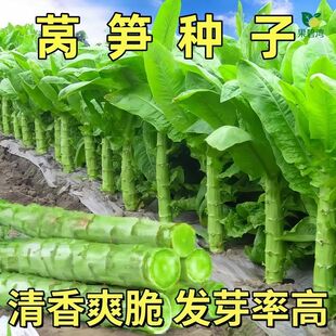 青皮四季莴笋种子青肉香莴苣种籽高产耐热耐寒春秋冬蔬菜种子大全