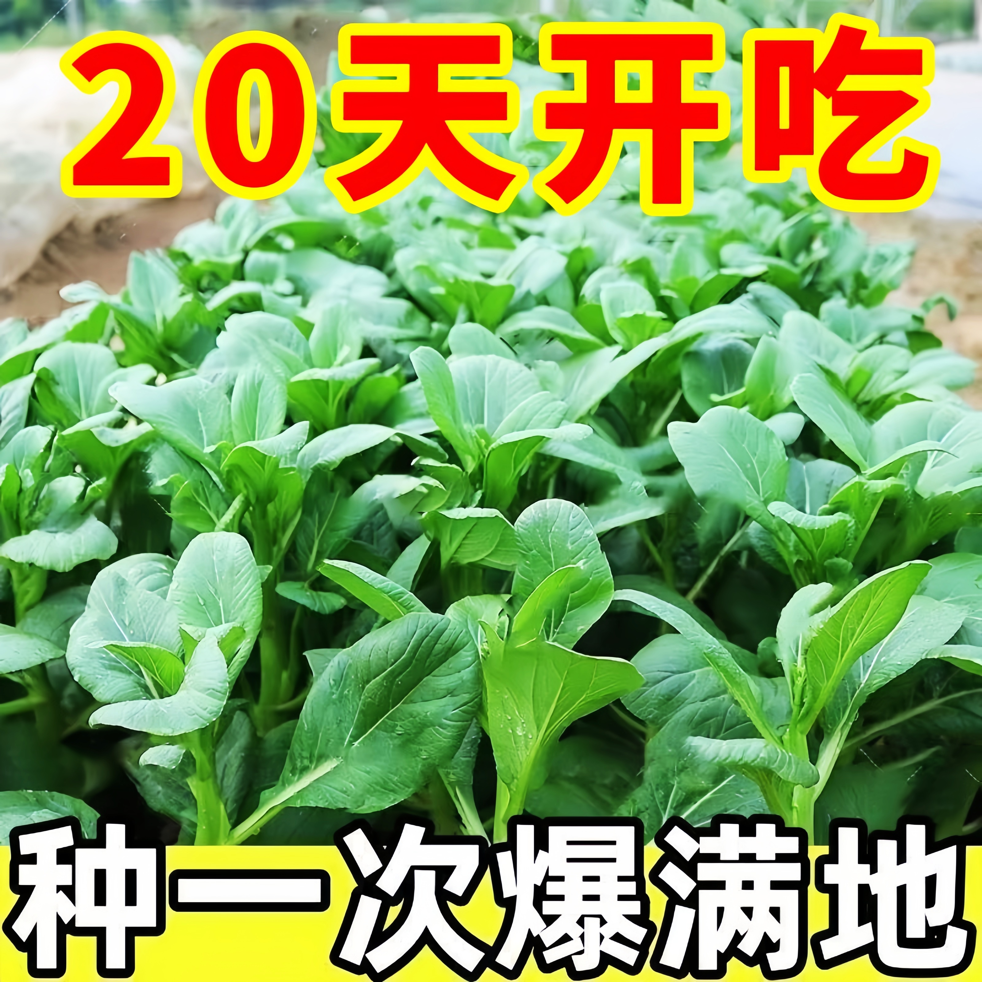 广东四九菜心种子红菜苔白菜苔四季蔬菜增城迟青菜苗秧菜籽速生