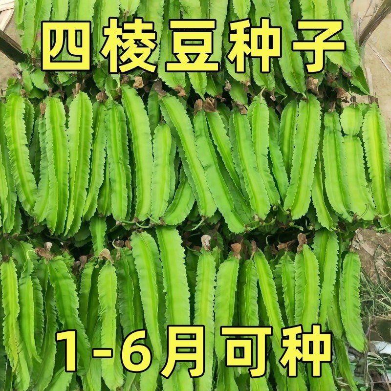 高产四棱豆种子四季播种菜地庭院蔬菜四角豆皇帝豆种籽阳台蔬菜种,鲜花速递/花卉仿真/绿植园艺,种苗/半成品盆栽,淘宝优惠券,粉丝福利购,淘宝优惠卷