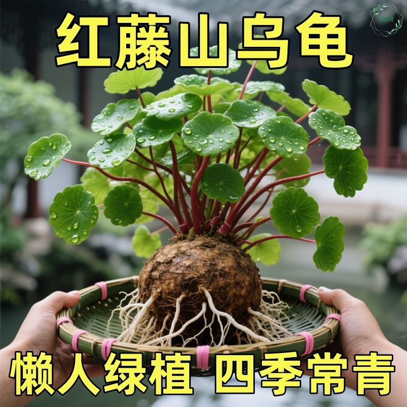 山乌龟造景多肉植物山乌龟盆栽室内圆叶绿植水培桌面盆景庭院爬藤