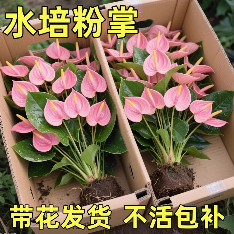 粉掌可土培可水培植物室内好养红掌盆栽开花一帆风顺花卉绿植