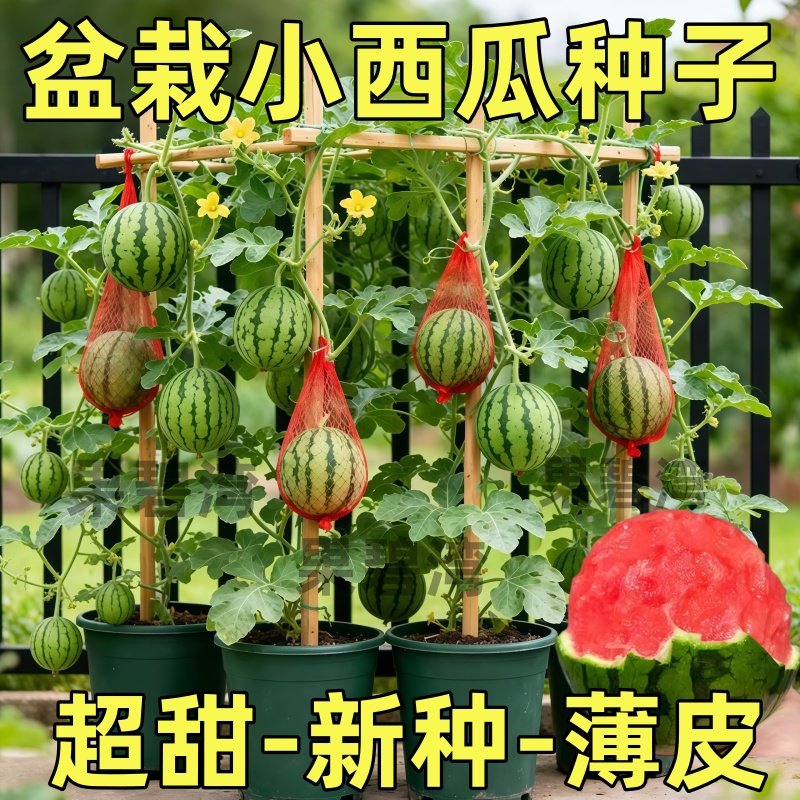 超甜蜂蜜小西瓜种子红玉无籽小西瓜四季种植阳台庭院盆栽水果种子,鲜花速递/花卉仿真/绿植园艺,种苗/半成品盆栽,淘宝优惠券,粉丝福利购,淘宝优惠卷