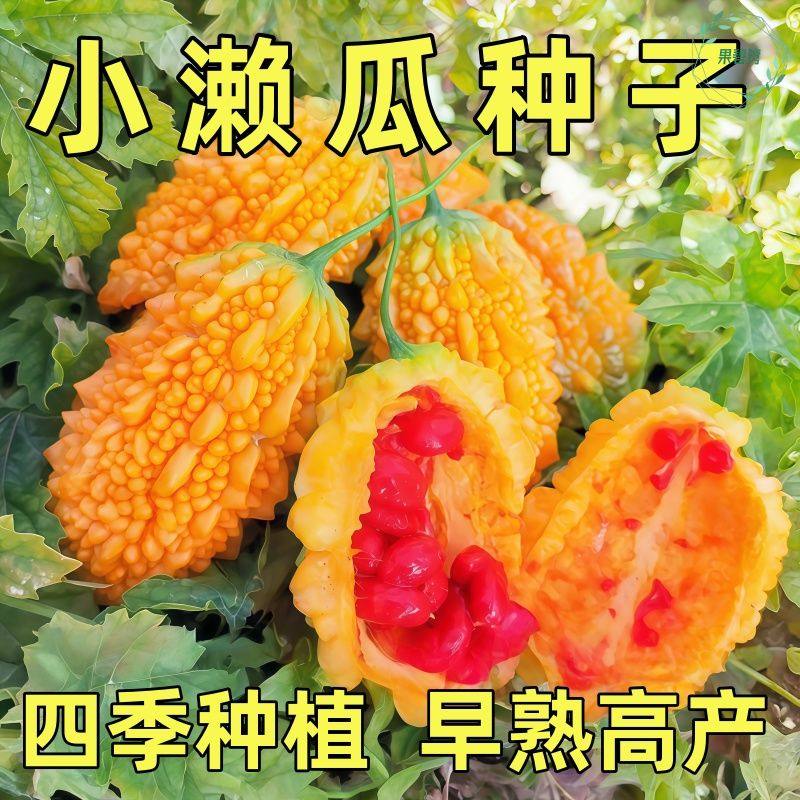 小濑瓜种子盆栽赖癞葡萄金铃子小癞瓜籽苦瓜蔬菜种孑秋冬春季四季