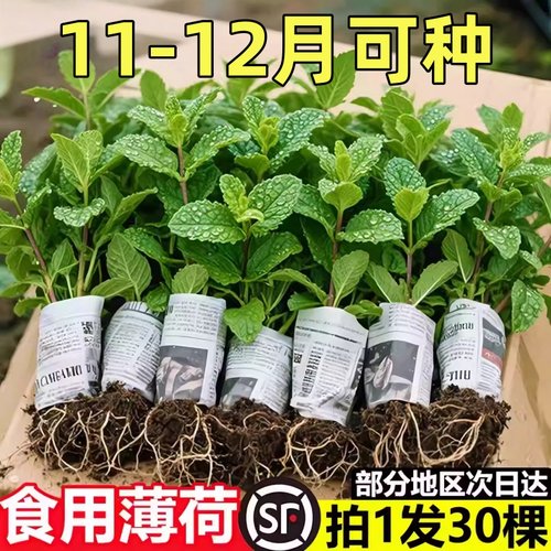 柠檬薄荷盆栽新鲜可食用薄荷叶苗驱蚊草水培好养花卉室内绿植物