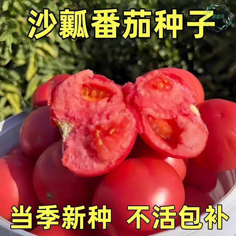 西红柿种子老品种毛粉番茄阳台盆栽庭院四季高产蔬菜种子籽孑高产,鲜花速递/花卉仿真/绿植园艺,家庭园艺种子,淘宝优惠券,粉丝福利购,淘宝优惠卷