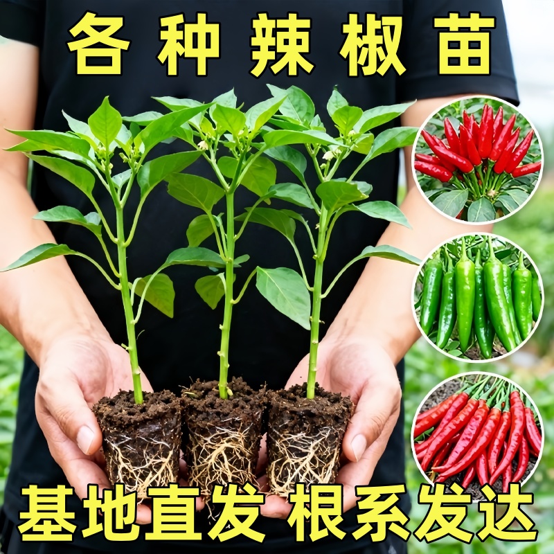 湖南正宗樟树港辣椒苗秧苗四季盆栽小米辣朝天椒螺丝椒高产阳台