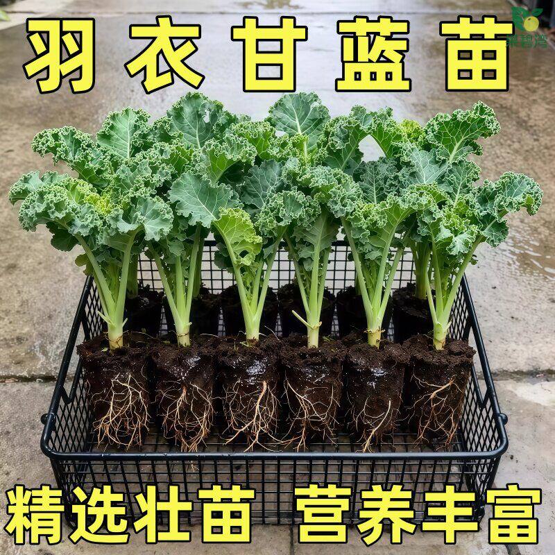 羽衣甘蓝苗食用水果新鲜蔬菜种子盆栽大苗四季有机秧苗家庭高产量
