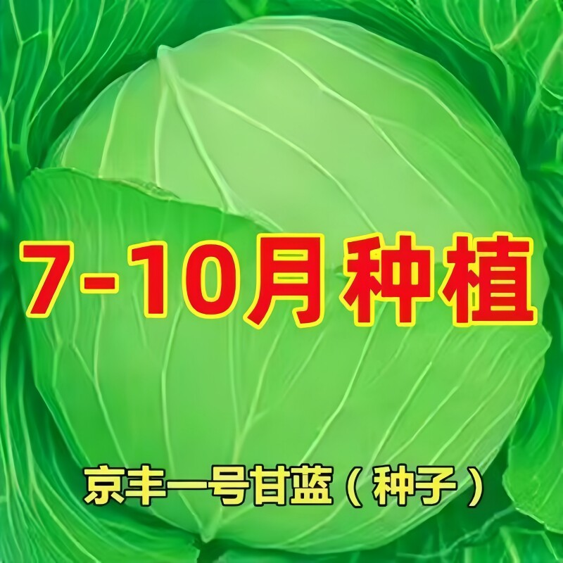 京丰一号绿甘蓝种子紫甘蓝种子包菜圆白菜卷心菜种子农家蔬菜种子