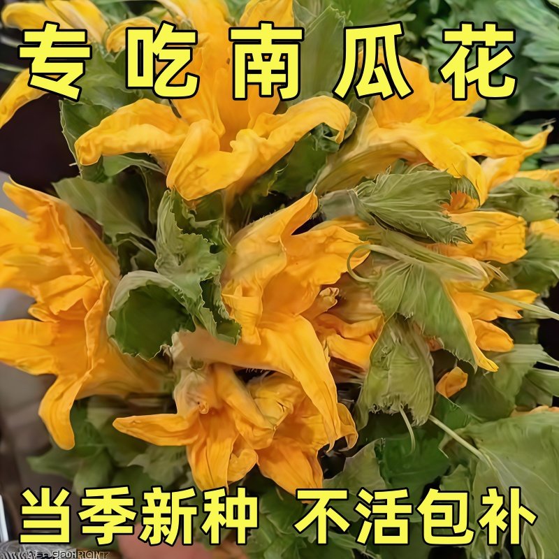 专食南瓜花种子南瓜嫩尖嫩南瓜南瓜苗南瓜藤种籽蔬菜南瓜品种大全,鲜花速递/花卉仿真/绿植园艺,种苗/半成品盆栽,淘宝优惠券,粉丝福利购,淘宝优惠卷