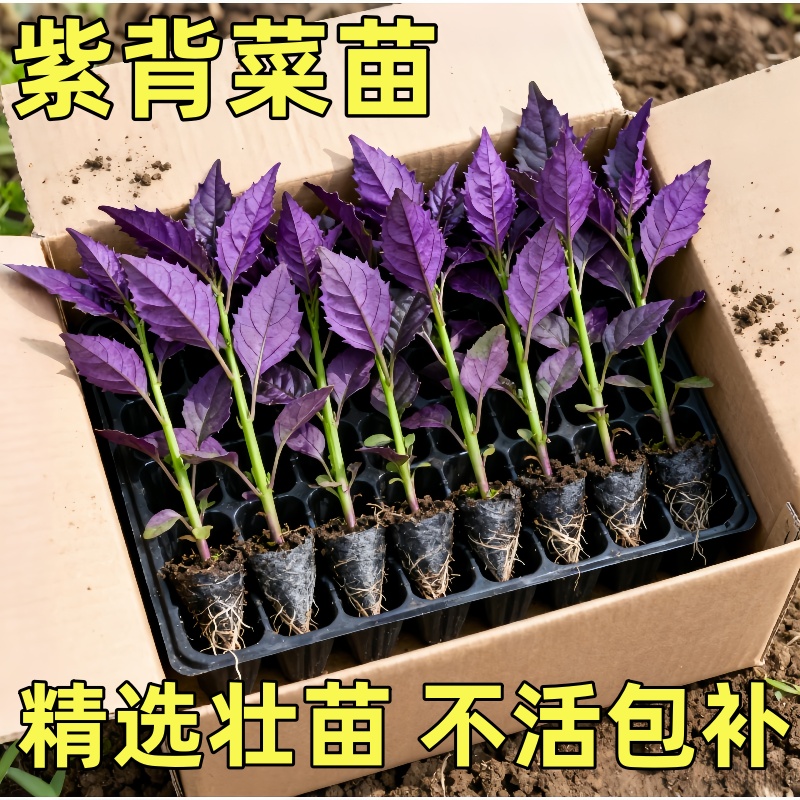 紫背菜苗紫背天葵苗秧菜苗寿光发货菜苗秋冬蔬菜苗盆栽