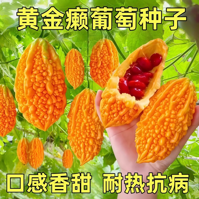 赖葡萄种子籽濑瓜苦瓜金铃子小癞瓜蔬菜水果种孑南方种植四季盆栽