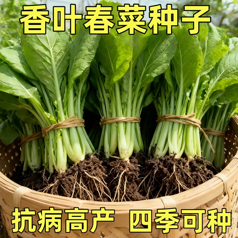 无渣甜春菜种子芥菜种籽四季播种阳台盆栽农家菜园庭院蔬菜种孑