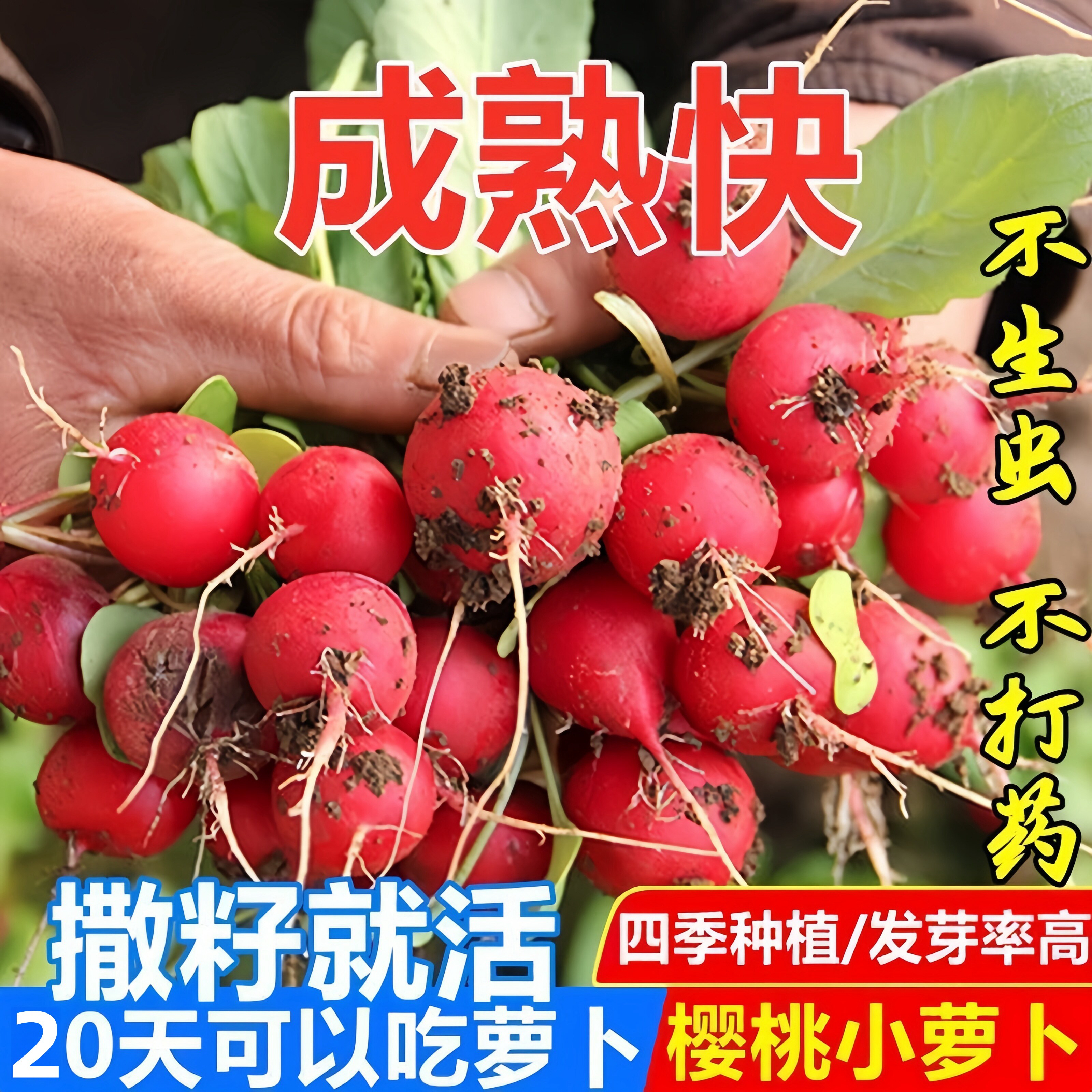 四季樱桃水萝卜种子高产红萝卜室外庭院阳台种植种子蔬菜瓜果籽