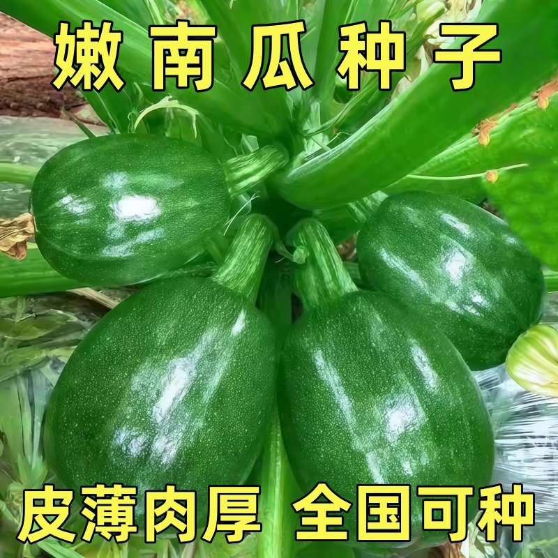 无蔓绿珠小青瓜种子早熟小南瓜种子短藤无蔓农户大田高产蔬菜种子,鲜花速递/花卉仿真/绿植园艺,种苗/半成品盆栽,淘宝优惠券,粉丝福利购,淘宝优惠卷