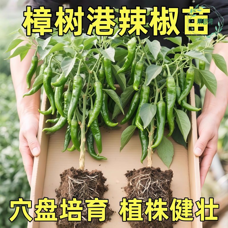 正宗湖南樟树港辣椒苗秧带士球薄皮小青尖椒种子高产春秋庭院蔬菜