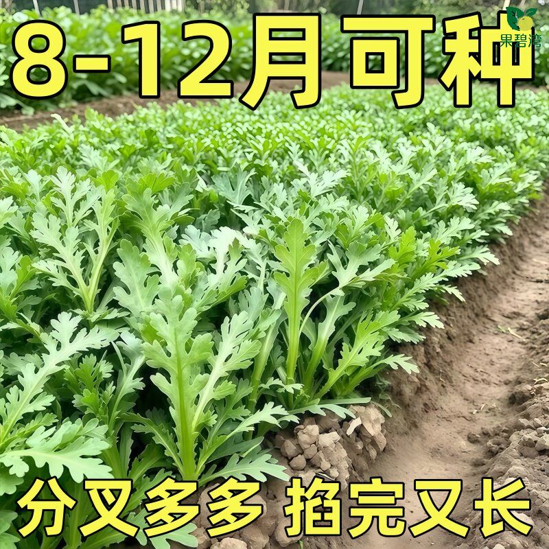皇帝菜中叶茼蒿菜种子花叶茼蒿种子分叉多四季春菊菜蔬菜种子大全