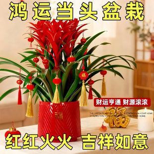鸿运当头盆栽室内客厅旺宅绿植带花苗花卉好养活火鹤花凤梨开 花