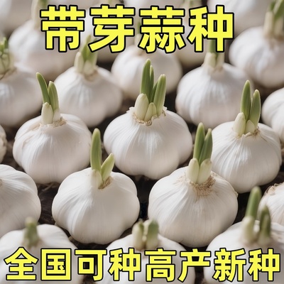 大蒜种子可吃可种高产紫皮蒜种子多瓣蒜紫皮出蒜苔红根蒜苗香蒜瓣