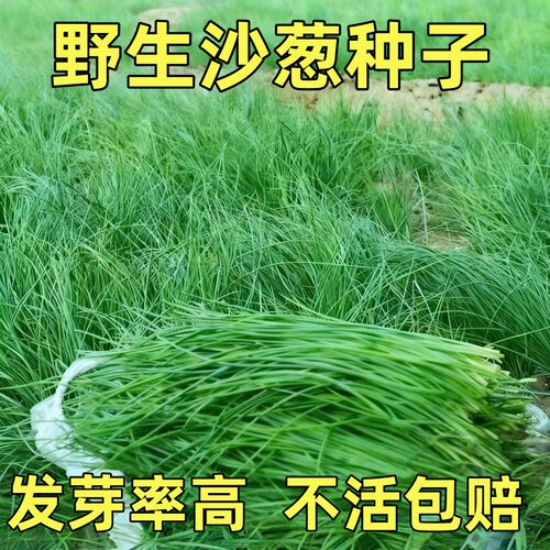 沙葱种子根苗新鲜内蒙古韭野生蔬菜种籽小香胡葱阳台庭院四季种植