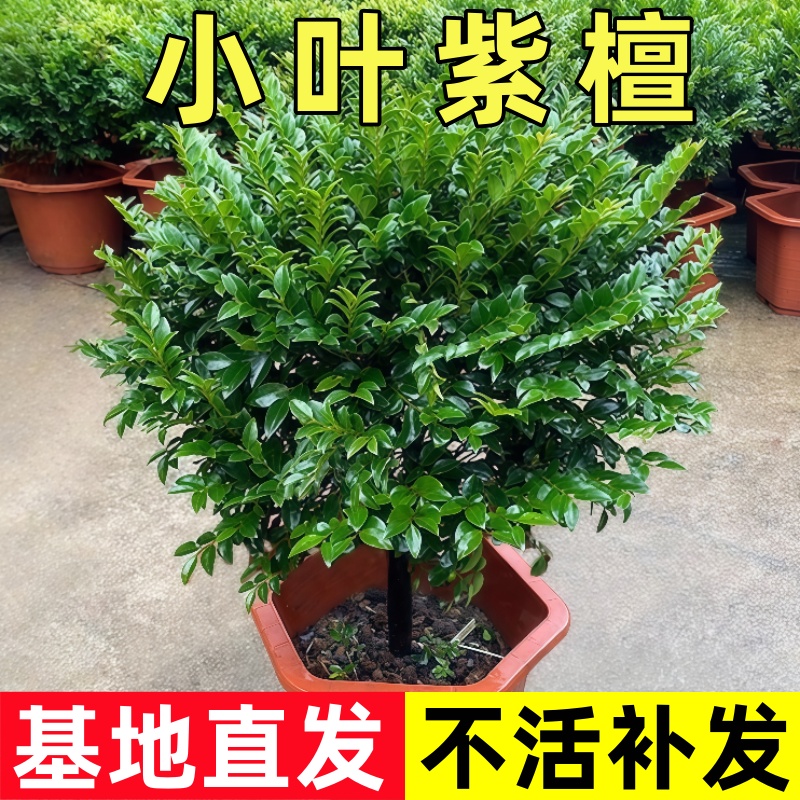 小叶紫檀盆景绿植树苗中式盆栽室内办公桌面茶几花卉摆件好养