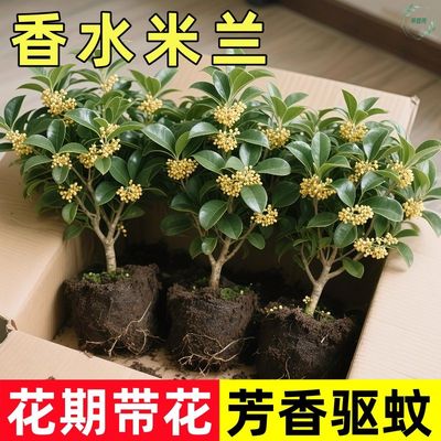 米兰花盆栽花卉绿植四季花卉不断浓香型驱蚊阳台花卉客厅花香植物