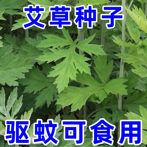 香艾草种子艾草籽播种盆栽艾蒿花园青蒿庭院驱蚊阳台四季播可食用