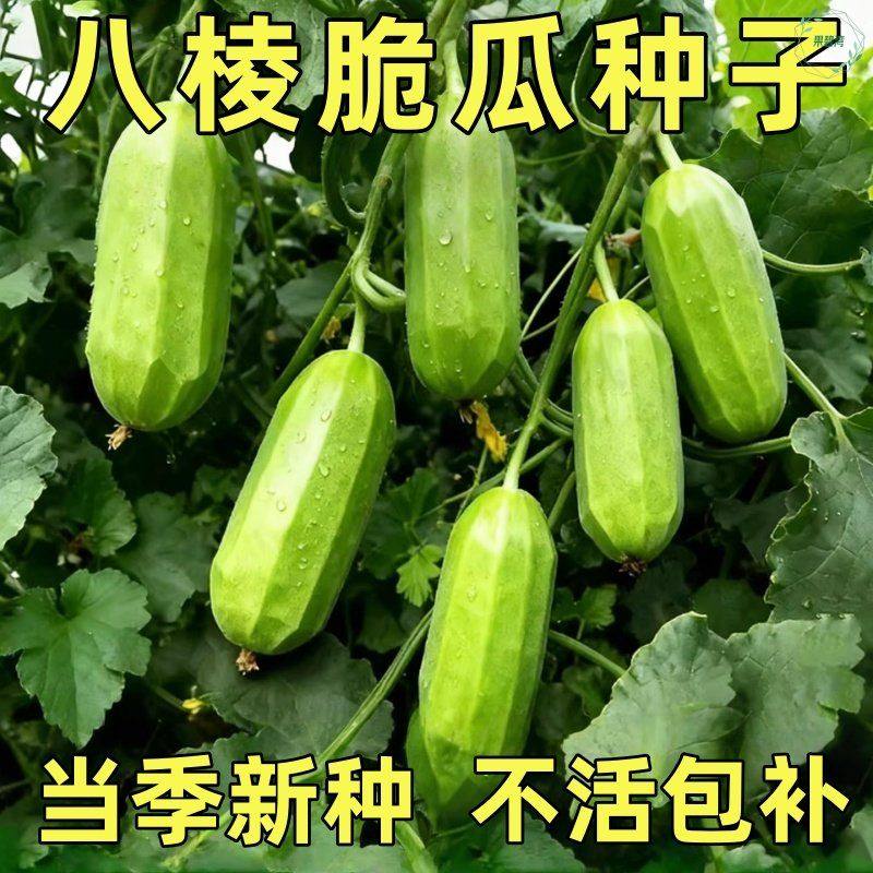 八棱脆瓜种子早熟香酥菜瓜烧瓜生吃无糖黄河脆一窝猴蔬菜种子籽孑,鲜花速递/花卉仿真/绿植园艺,家庭园艺种子,淘宝优惠券,粉丝福利购,淘宝优惠卷